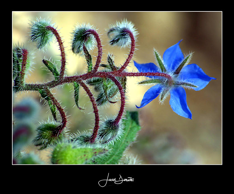 photo "Borage (Borago officinalis)" tags: nature, flowers