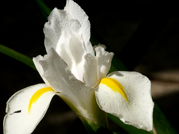 photo "whiteness" tags: macro and close-up, nature, flowers
