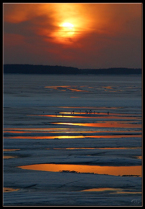 photo "Crows on Ice 2" tags: nature, 