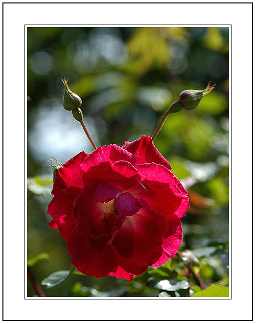 photo "My Second Year in PhotoForum- A Rose To all of You" tags: nature, macro and close-up, flowers