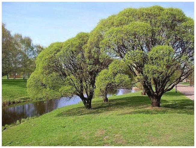 photo "Spring etude." tags: landscape, nature, spring