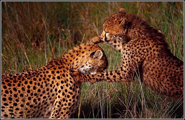 photo "-PLAY-" tags: travel, nature, Africa, wild animals