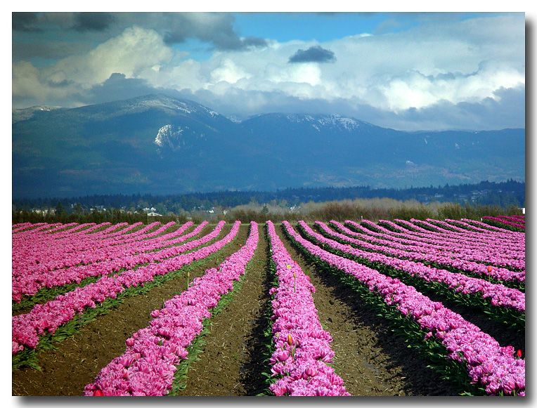 photo "Shaggy Lines" tags: landscape, nature, flowers, spring