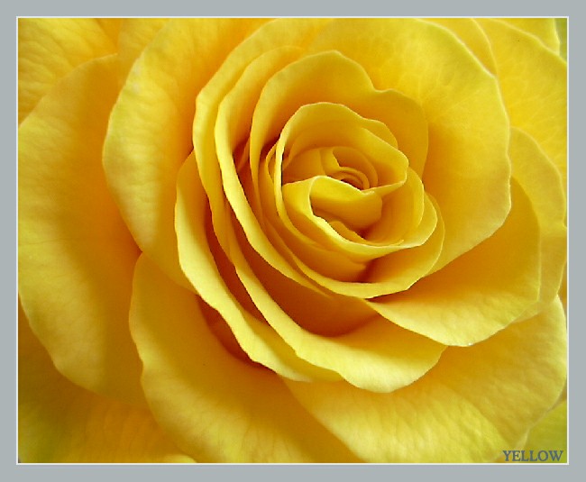 фото "Yellow..." метки: природа, макро и крупный план, цветы