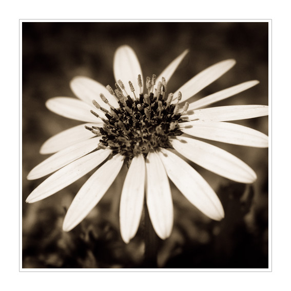 фото "starburst" метки: природа, макро и крупный план, цветы
