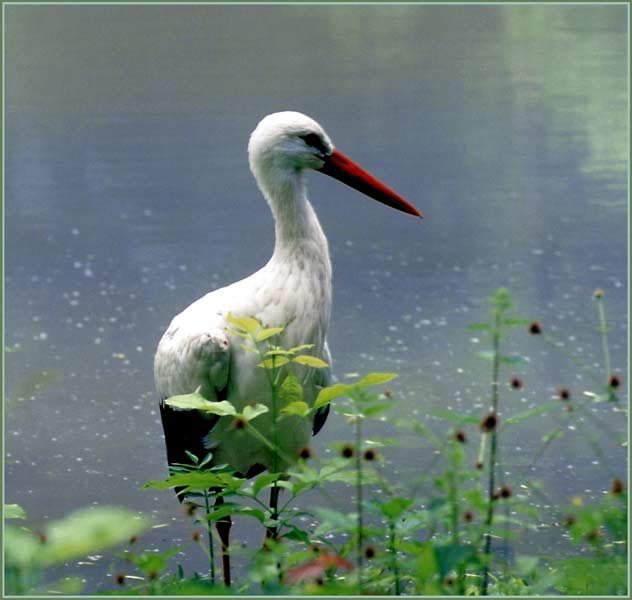 photo "Young Stork" tags: nature, wild animals