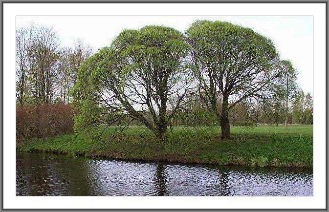 photo "Spring etude - 2." tags: landscape, spring