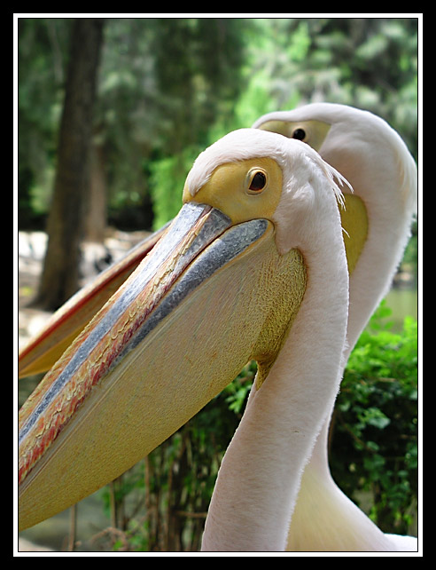 photo "Pelican" tags: nature, portrait, wild animals