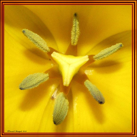 photo "The inners" tags: nature, abstract, flowers