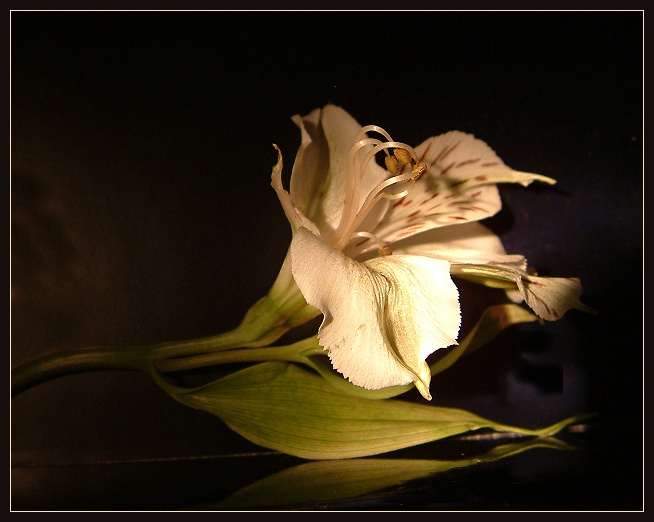 photo "Nocturne" tags: nature, macro and close-up, flowers