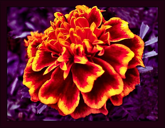фото "Flame-flower" метки: природа, цветы