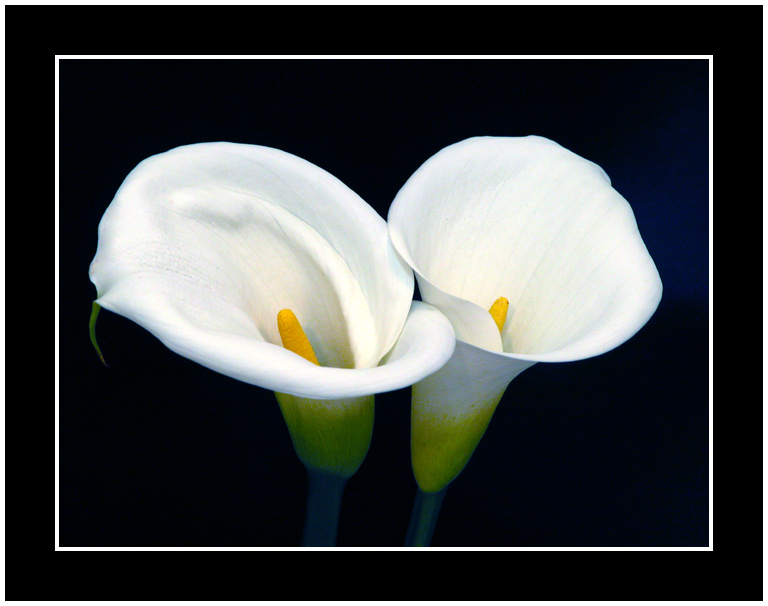photo "Double white" tags: misc., 