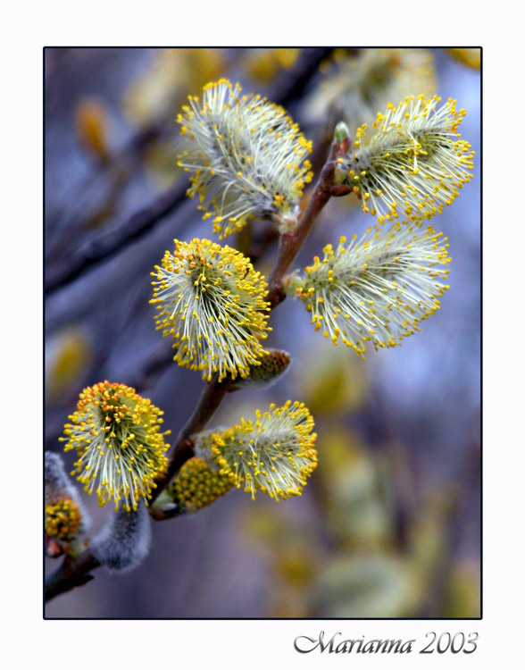 photo "***" tags: misc., landscape, spring