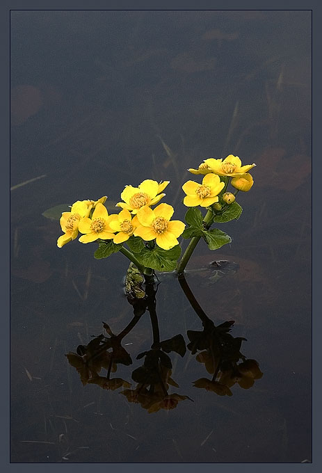 photo "The first flowers." tags: landscape, spring, water