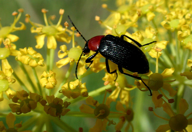 photo "walking on a shining way" tags: macro and close-up, nature, insect