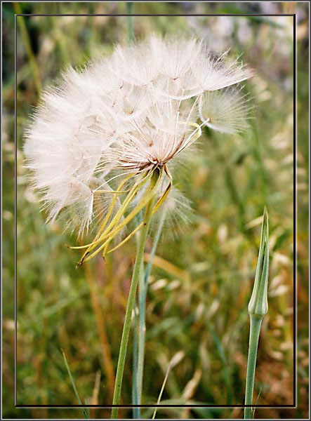 photo "Untitled photo" tags: macro and close-up, nature, flowers