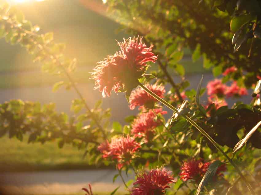 photo "early morning light" tags: nature, misc., flowers