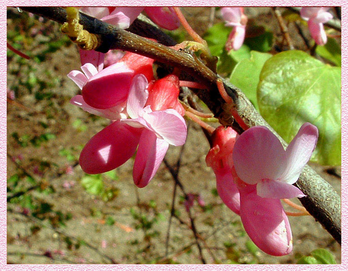 photo "SPRING POSTCARD" tags: macro and close-up, nature, 