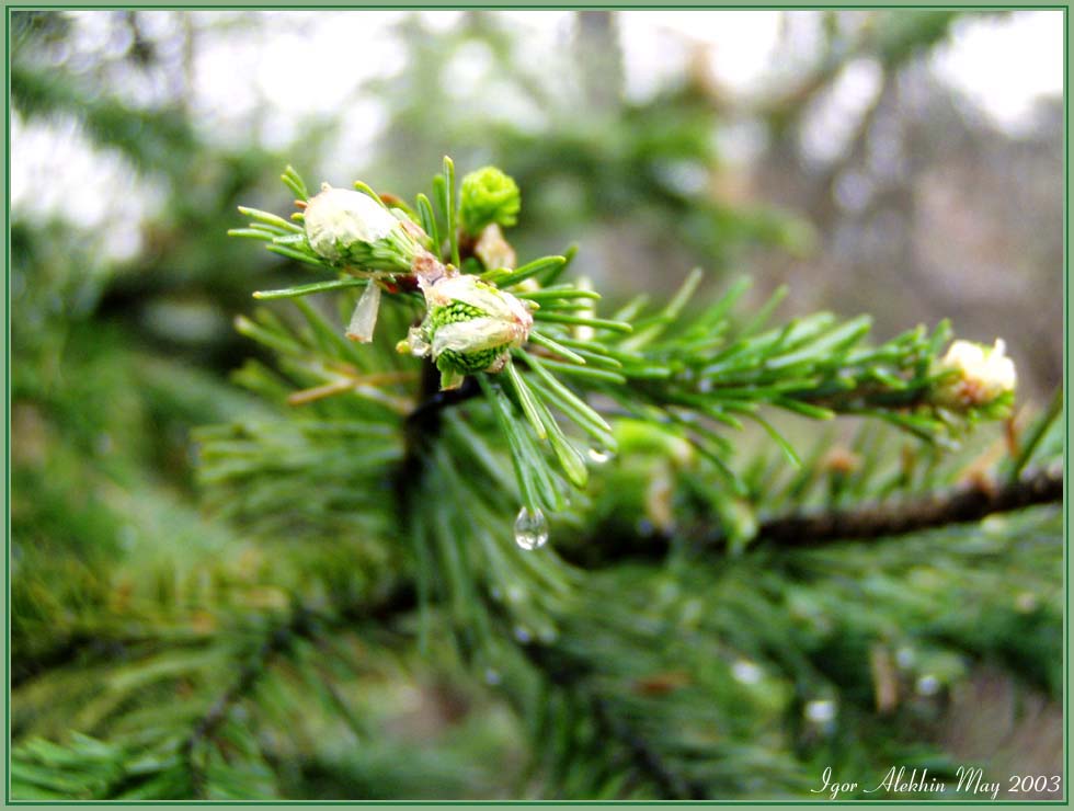 photo "noble firz,awakening" tags: misc., 