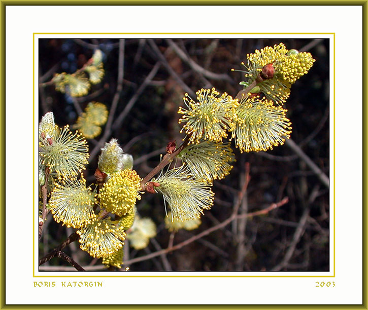 photo "Vernal salute" tags: macro and close-up, nature, flowers