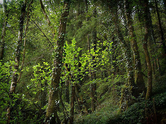 фото "Spring leaves" метки: природа, пейзаж, весна, цветы