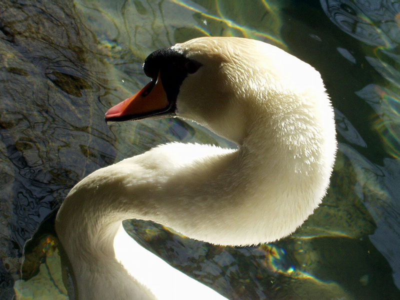 photo "Swan" tags: landscape, nature, water, wild animals