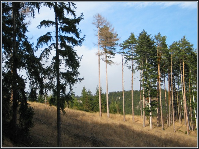 фото "Pines" метки: пейзаж, лес