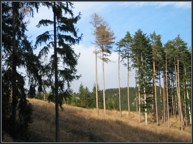 photo "Pines" tags: landscape, forest