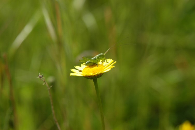 photo "home sweet home" tags: nature, flowers, insect