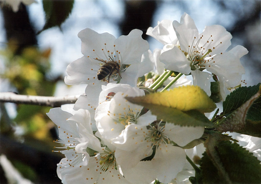 photo "It will be honey..." tags: nature, macro and close-up, flowers