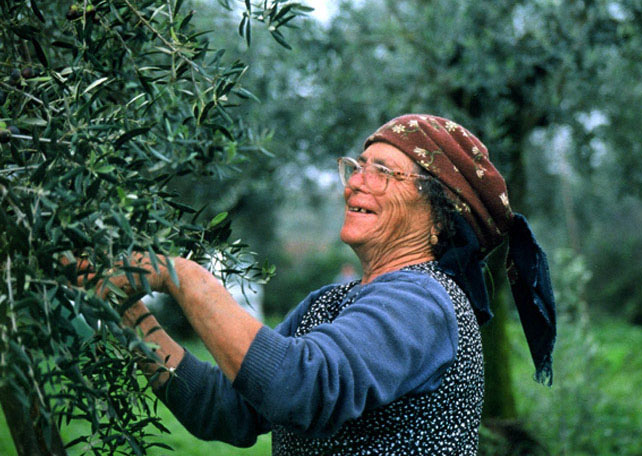 фото "Working to pick the olive!" метки: репортаж, природа, цветы