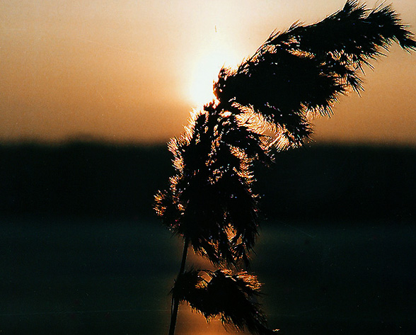 photo "Light" tags: landscape, sunset