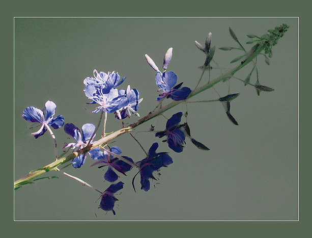 photo "Pilgrimage in the Country of the East" tags: nature, misc., flowers