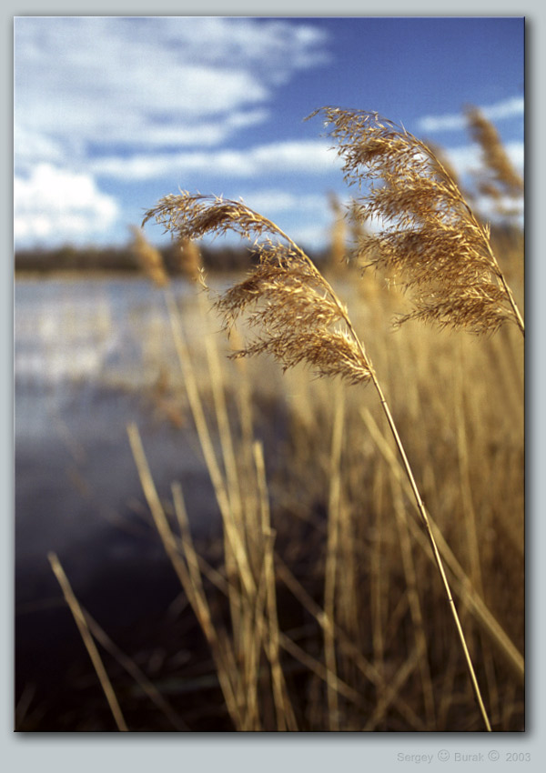 photo "Last year`s grass" tags: landscape, spring