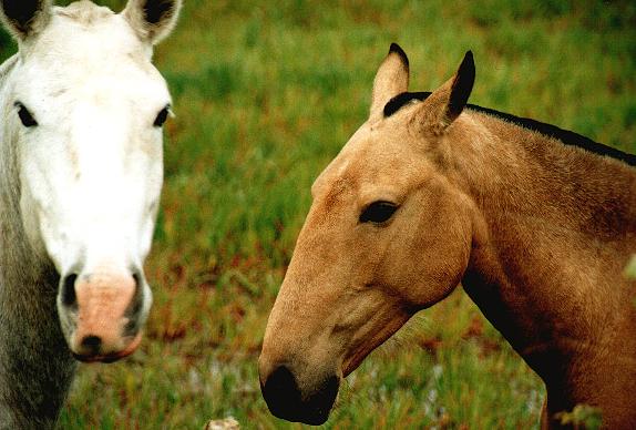 photo "Horses" tags: nature, pets/farm animals