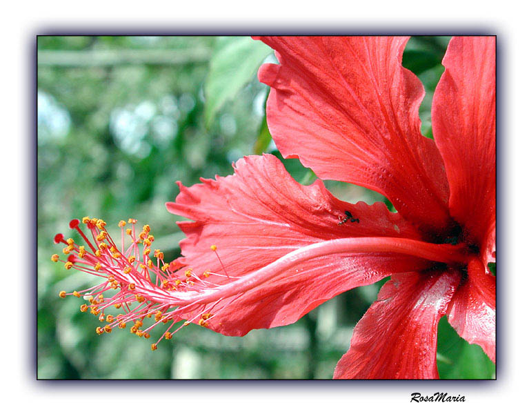 photo "Lady in Red" tags: macro and close-up, nature, flowers