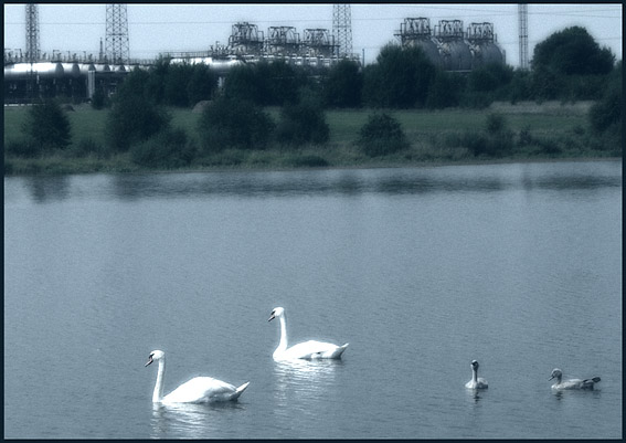 photo "Silent pond" tags: nature, 