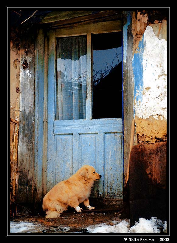 photo "Dog" tags: nature, wild animals