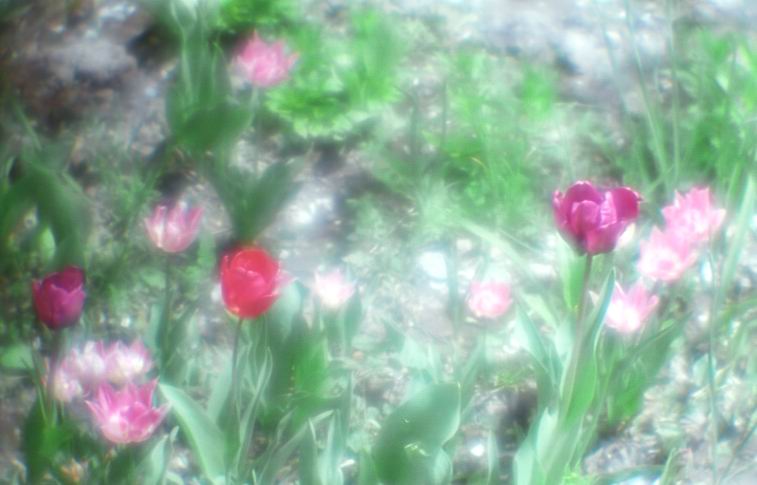 фото "Идиллия" метки: природа, разное, цветы