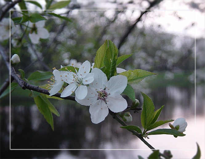 фото "Вот и вишня зацвела..." метки: природа, макро и крупный план, цветы