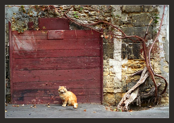 photo "The picture with a cat" tags: architecture, misc., landscape, 