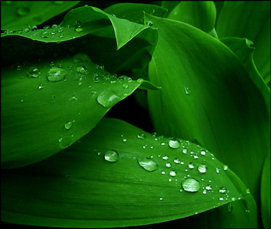 фото "Wet and Green" метки: природа, цветы