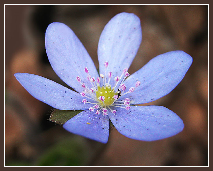 фото "Лесной цветок" метки: природа, макро и крупный план, цветы