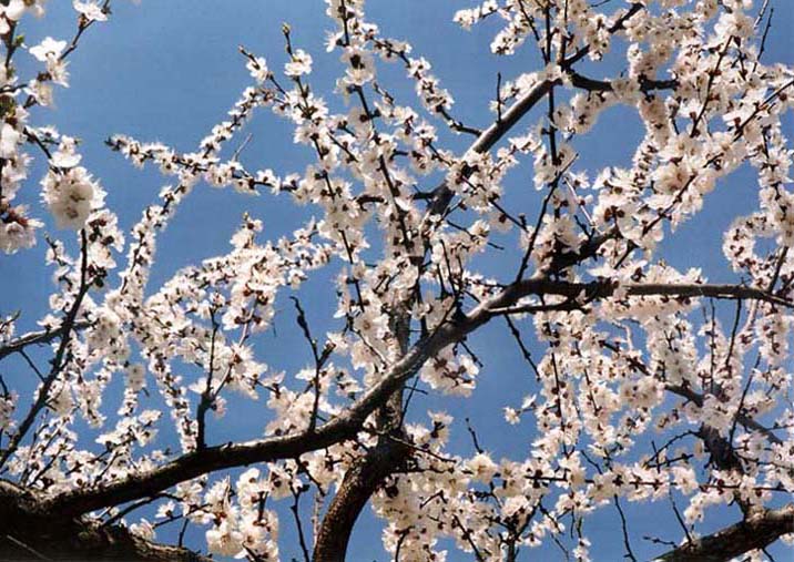 Песня снег кроссы цвета абрикоса. Цвета абрикосов песня. Цвета абрикосов песня. Цвета абрикосов песня. Цветы абрикосов.