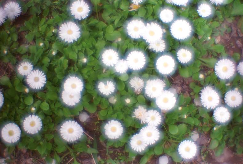 фото "Весенние Маргаритки" метки: природа, разное, цветы