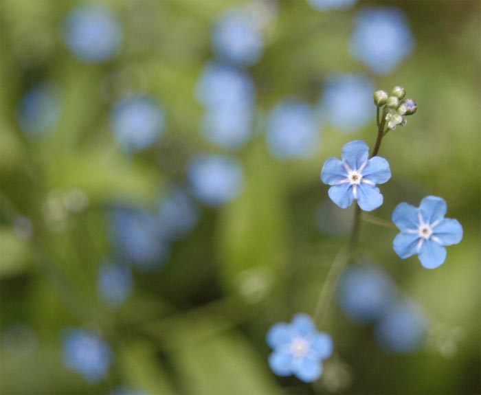 photo "We`re not aliens!!!" tags: nature, flowers