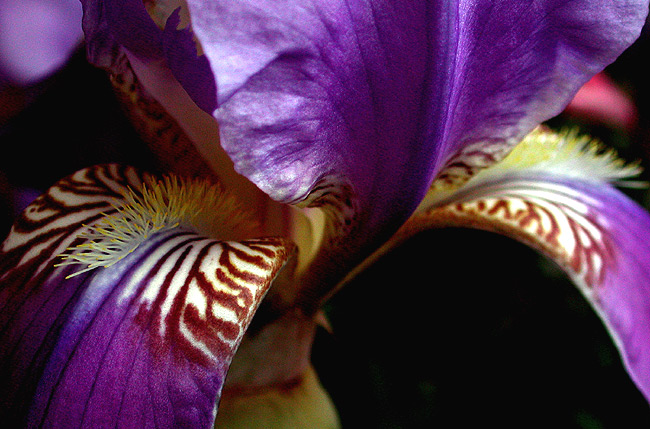 photo "bearded iris" tags: nature, macro and close-up, flowers