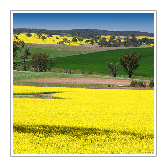фото "fields of gold" метки: пейзаж, природа, лето, цветы