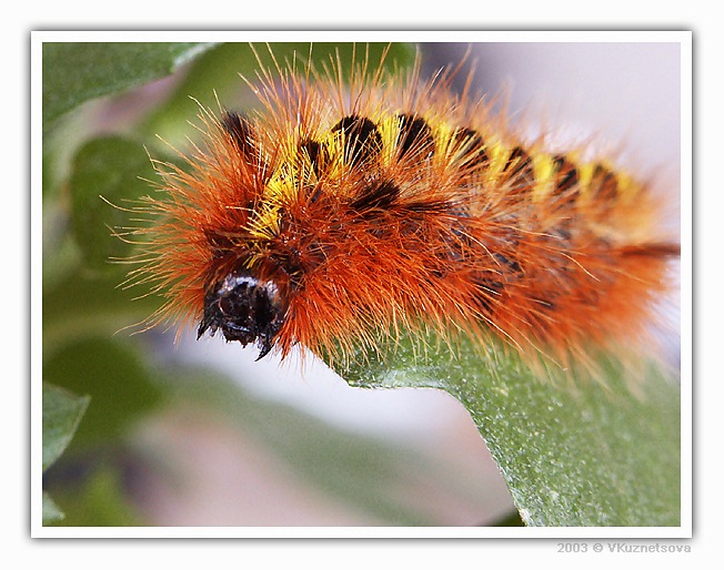 photo "Curious" tags: macro and close-up, nature, insect