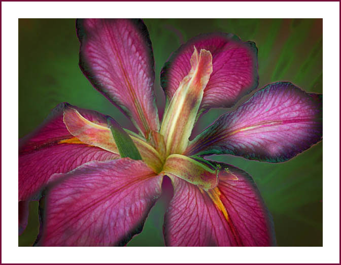 photo "Iris" tags: montage, nature, flowers